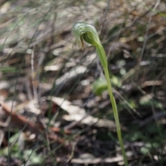 Pterostylis nutans (Nodding Greenhood) at Canberra Central, ACT - 25 Sep 2023 by Rheardy