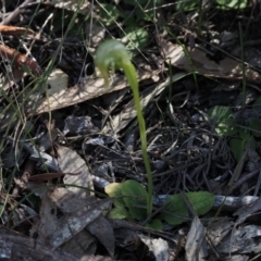 Pterostylis nutans at Canberra Central, ACT - 25 Sep 2023