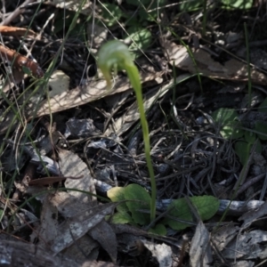 Pterostylis nutans at Canberra Central, ACT - suppressed