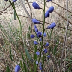 Comesperma volubile (Love Creeper) at Mount Rogers - 23 Sep 2023 by rbannister