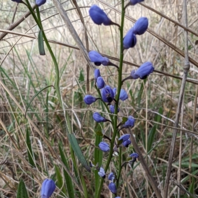 Comesperma volubile (Love Creeper) at Mount Rogers - 23 Sep 2023 by rbannister