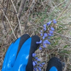 Comesperma volubile at Spence, ACT - 24 Sep 2023 09:26 AM