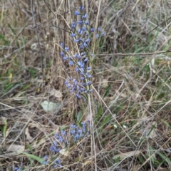 Comesperma volubile at Spence, ACT - 24 Sep 2023 09:26 AM