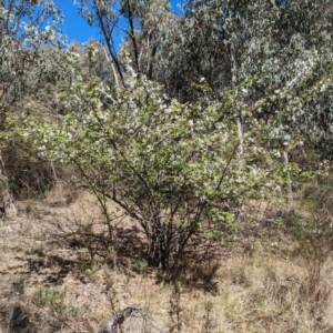 Malus sp. at Fraser, ACT - 24 Sep 2023