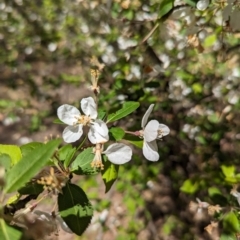 Malus sp. at Fraser, ACT - 24 Sep 2023