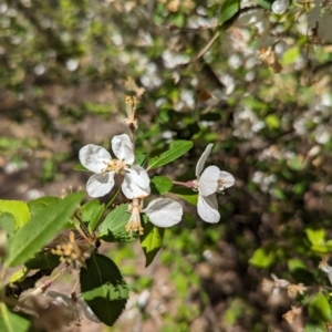 Malus sp. at Fraser, ACT - 24 Sep 2023