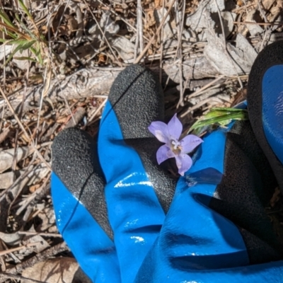 Wahlenbergia sp. (Bluebell) at Spence, ACT - 23 Sep 2023 by rbannister