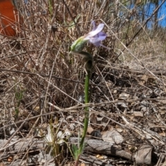 Wahlenbergia sp. at Spence, ACT - 24 Sep 2023