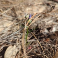 Wahlenbergia sp. at Spence, ACT - 24 Sep 2023