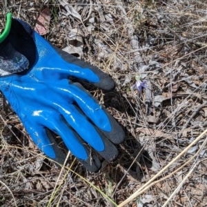 Wahlenbergia sp. at Spence, ACT - 24 Sep 2023