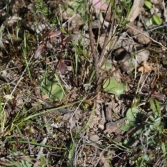 Cyrtostylis reniformis (Common Gnat Orchid) at Canberra Central, ACT by Rheardy