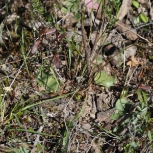 Cyrtostylis reniformis at suppressed - 25 Sep 2023