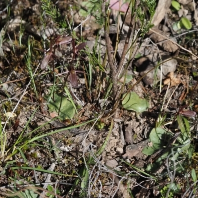 Cyrtostylis reniformis (Common Gnat Orchid) at Black Mountain - 25 Sep 2023 by Rheardy