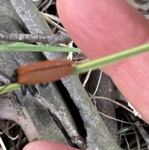 Porrostoma sp. (genus) at Kangaroo Valley, NSW - 25 Sep 2023