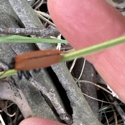 Porrostoma sp. (genus) (Lycid, Net-winged beetle) at Kangaroo Valley, NSW - 25 Sep 2023 by lbradley