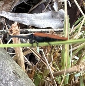 Porrostoma sp. (genus) at Kangaroo Valley, NSW - suppressed