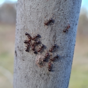 Papyrius nitidus at Symonston, ACT - suppressed