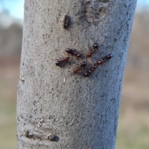 Papyrius nitidus at Symonston, ACT - suppressed