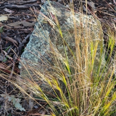 Austrostipa scabra (Corkscrew Grass, Slender Speargrass) at Mount Mugga Mugga - 25 Sep 2023 by Mike