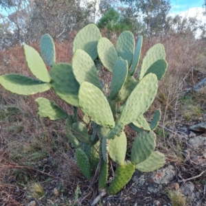 Opuntia ficus-indica at Symonston, ACT - 25 Sep 2023