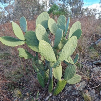 Opuntia ficus-indica (Indian Fig, Spineless Cactus) at Mount Mugga Mugga - 25 Sep 2023 by Mike