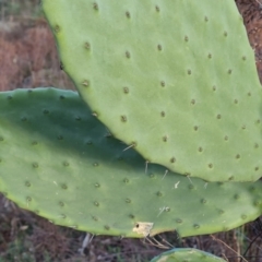 Opuntia ficus-indica at Symonston, ACT - 25 Sep 2023