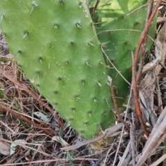 Opuntia ficus-indica at Symonston, ACT - 25 Sep 2023