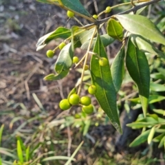 Olea europaea subsp. cuspidata (African Olive) at Symonston, ACT - 25 Sep 2023 by Mike