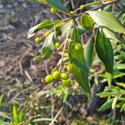Olea europaea subsp. cuspidata (African Olive) at Mount Mugga Mugga - 25 Sep 2023 by Mike