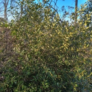Olea europaea subsp. cuspidata at Symonston, ACT - 25 Sep 2023