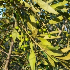 Olea europaea subsp. cuspidata at Symonston, ACT - 25 Sep 2023