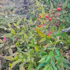 Nandina domestica (Sacred Bamboo) at Symonston, ACT - 25 Sep 2023 by Mike