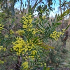 Acacia fimbriata (Fringed Wattle) at Mount Mugga Mugga - 25 Sep 2023 by Mike