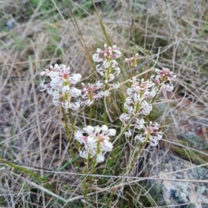 Stackhousia monogyna at Symonston, ACT - 25 Sep 2023 04:08 PM