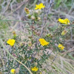 Hibbertia calycina (Lesser Guinea-flower) at Mount Mugga Mugga - 25 Sep 2023 by Mike