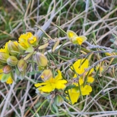 Hibbertia calycina at Symonston, ACT - 25 Sep 2023 04:07 PM