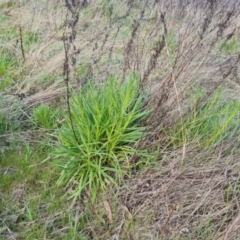 Xerochrysum viscosum (Sticky Everlasting) at Mount Mugga Mugga - 25 Sep 2023 by Mike