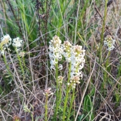 Stackhousia monogyna (Creamy Candles) at Symonston, ACT - 25 Sep 2023 by Mike