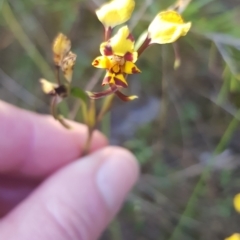 Diuris pardina (Leopard Doubletail) at Ginninderry Conservation Corridor - 25 Sep 2023 by JaneCarter