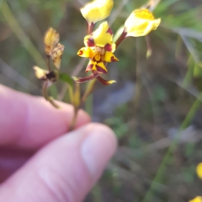 Diuris pardina (Leopard Doubletail) at Strathnairn, ACT - 25 Sep 2023 by JaneCarter