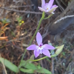 Glossodia major (Wax Lip Orchid) at Stromlo, ACT - 25 Sep 2023 by JaneCarter