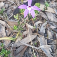 Glossodia major at Strathnairn, ACT - 25 Sep 2023