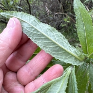 Senecio minimus at Kangaroo Valley, NSW - suppressed