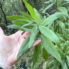 Senecio minimus at Kangaroo Valley, NSW - suppressed