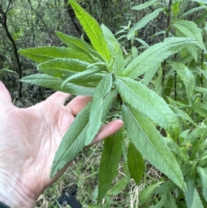 Senecio minimus at Kangaroo Valley, NSW - suppressed