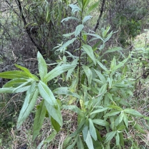 Senecio minimus at Kangaroo Valley, NSW - suppressed