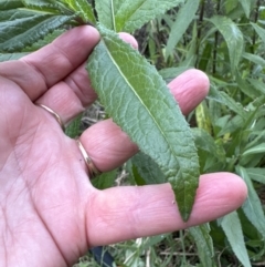 Senecio minimus at Kangaroo Valley, NSW - suppressed