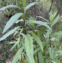 Senecio minimus at Kangaroo Valley, NSW - suppressed