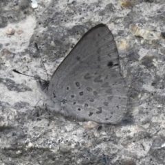 Erina hyacinthina (Varied Dusky-blue) at Rendezvous Creek, ACT - 25 Sep 2023 by JohnBundock