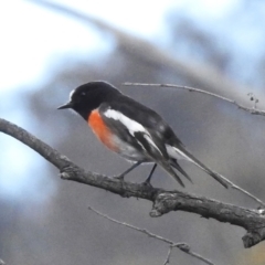 Petroica boodang (Scarlet Robin) at Namadgi National Park - 25 Sep 2023 by JohnBundock